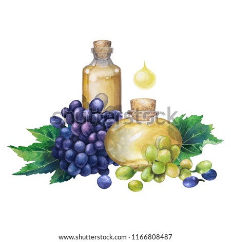 Watercolor bottle of essential oil made of grape seed decorated with bunches of white and blue berries and leaves. Hand painted design isolated on white background