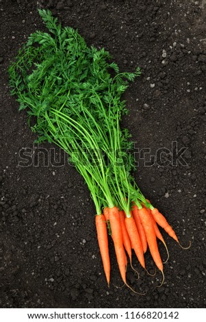 Carrots with green leaves on a soil. Fresh garden harvest.Top view.