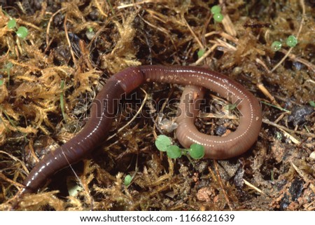 Common Earthworm Nightcrawler (Lumbricus Terrestris) Royalty-Free Stock Photo #1166821639