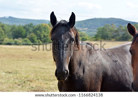 The horse on grazing