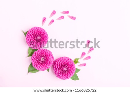 Dahlia ball-barbarry flowers and petals with green leaves and buds - top view on pink bright summer blooms on pastel background with copy space. Romantic template for wedding card or floral design.