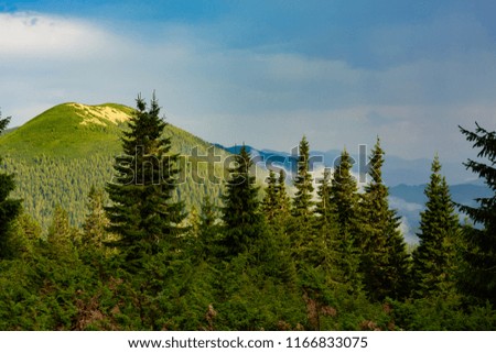 Mountain ridges, covered with coniferous woods, stretches to the horizon in blue haze - sunny evening after storm. Awesome panorama of Carpathian mountains, Ukraine.