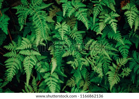 nature fern leaf inspired web background patterns
