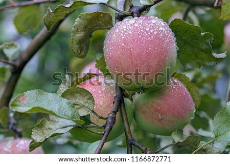 several ripening apples with dew drops on a branch close-up 
