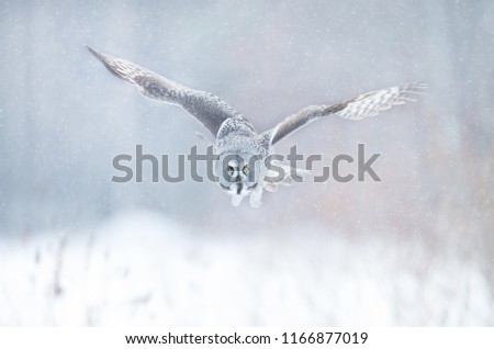 Great Grey Owl (Strix nebulosa) in flight, Finland in winter.