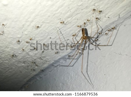 trembling spider with young animals