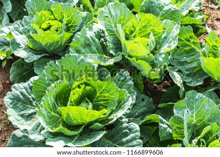 Cabbage field eaten by bugs