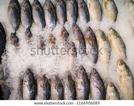fresh fish for sale