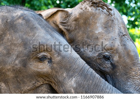 A pair of elephants up close in a Thailand jungle sanctuary