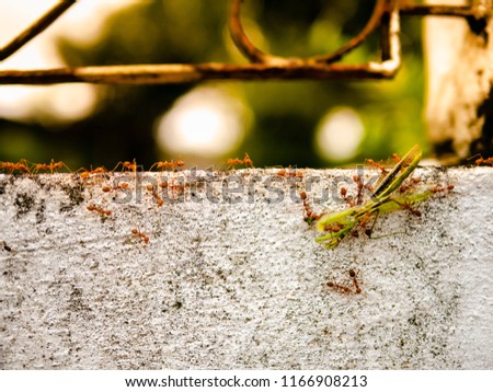 Red Weaver Ants tearing their prey apart to carrying a dead big green mantis together along the wall of white fence back to their nest for food.  