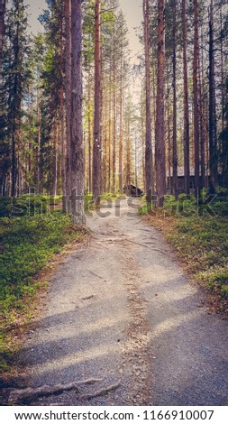 Surreal forest scene