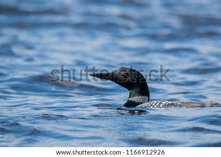 A common loon swimming in the waters of Nelson lake in Hayward, wisconsin on a summer morning, photographed from a boat