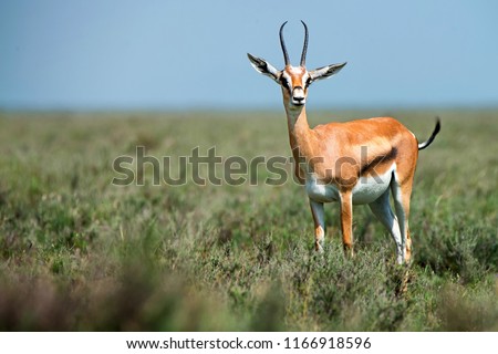 Wild Thompson's gazelle or Eudorcas thomsonii in savannah Royalty-Free Stock Photo #1166918596