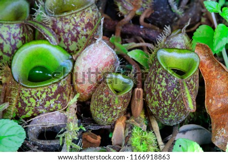 Pitcher ,carnivorous plant,Nepenthes, in the rain forest 