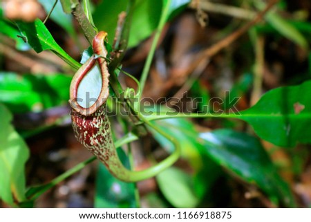 Pitcher ,carnivorous plant,Nepenthes, in the rain forest 