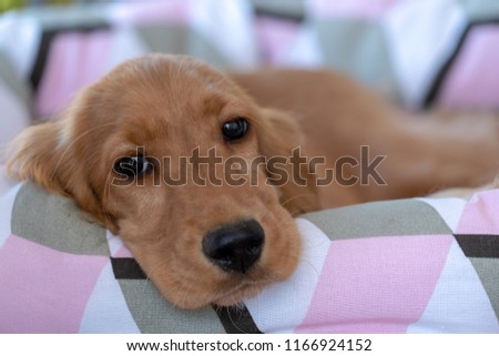 adorable puppy dog cocker spaniel sleeping on a sofa couch