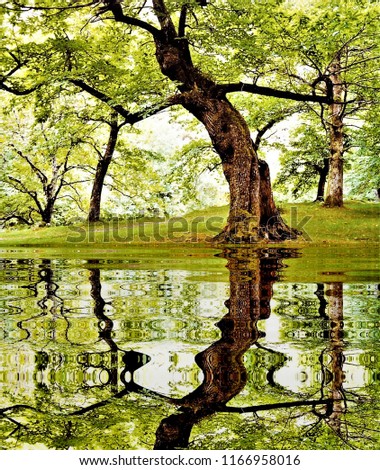 photography with reflection in the water of chestnut trees in the forest of Casaño, Asturias, Spain, peace, harmony, tranquility, serenity, meditation, transcendence, relaxation, balance,
