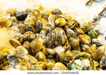 set of venus shell (Meretrix lyrata) crushed ice freshness preservation marine delicacies fish asia tray background