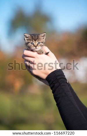 closeup portrait of kitten in woman hands