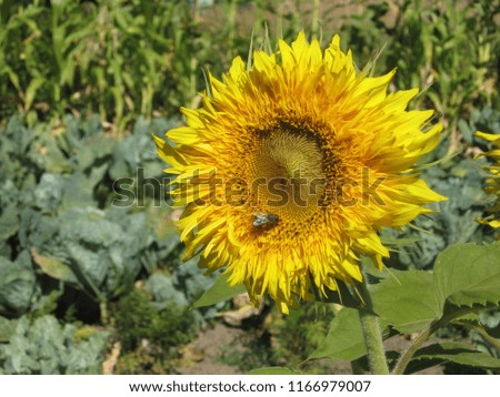 Group of blossoming decorative sunflowers illuminated by the sun in the garden. Gardening of Ukraine