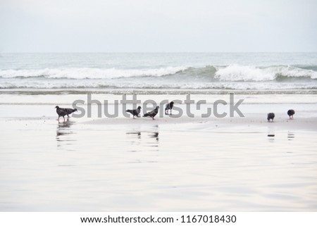 Group of pigeons walking on the beach by the sea looking for food to eat