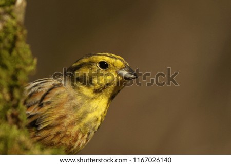 Playing hide and seek with a Yellowhammer (Emberiza citrinella) on a tree stump with moss.