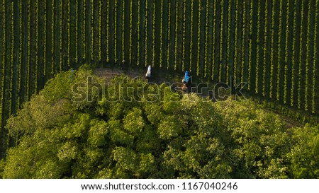 Aerial shot of a tree tractors working on vineyard, Bordeaux, France