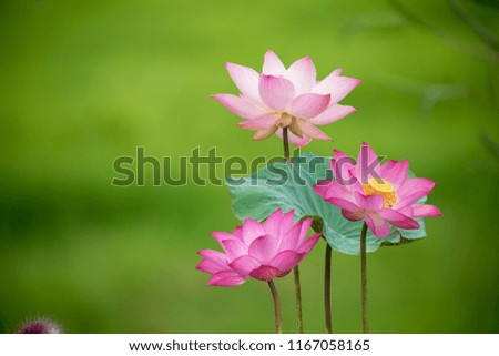 Lotus on green background
