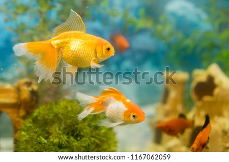 Goldfish in freshwater aquarium with green beautiful planted tropical. fish in freshwater aquarium with green beautiful planted tropical.