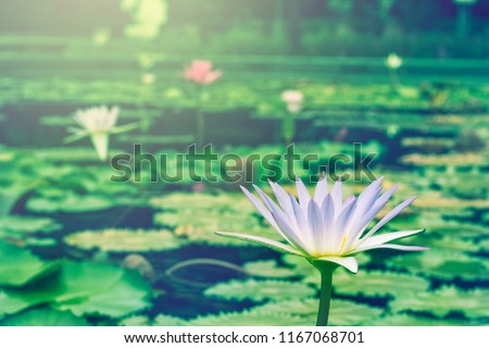 Beautiful  Thai Lotus that have been appreciated with dark blue water surface.
