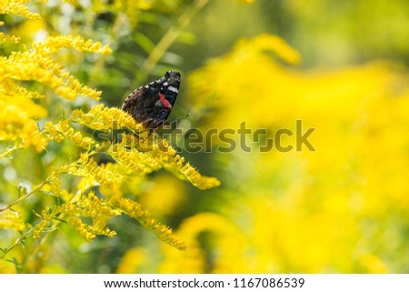 Insect butterfly Red Admiral (Vanessa atalanta) on goldenrod. Copy space