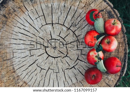 Apples on wooden stump. Autumn background, thanksgiving concept. Fresh red fruits, cut, apple picking, September, October, November