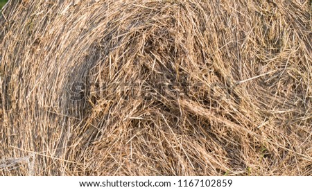 Bale of dry straw - texture, close up