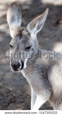 Close-up of western gray kangaroo (Macropus fuliginosus)
