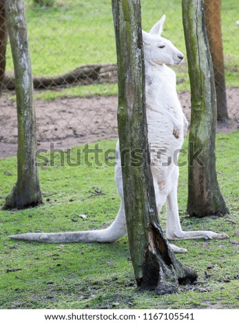 White western grey kangaroo (Macropus fuliginosus) standing tall between trees