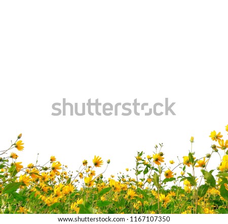 Jerusalem Artichokes crop, yellow flower and green leaf on white background.