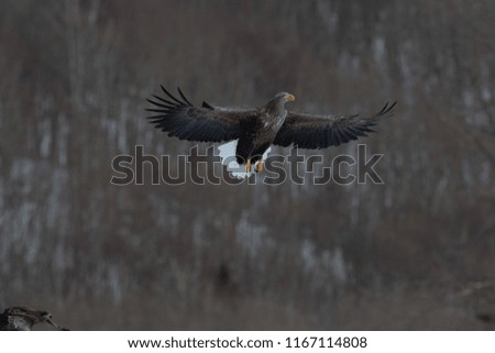 White-tailed eagle appearing in the wintering area of the crane of Kushiro, Hokkaido