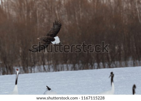 White-tailed eagle appearing in the wintering area of the crane of Kushiro, Hokkaido
