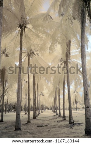 Cream coconut palm trees in near infared style by IR mode.                        