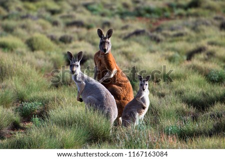 Family of kangaroos in South Australia