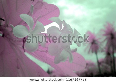 Pink plumaria leaf and white flower bouquet from near infrared style by IR mode.Paradise concept.