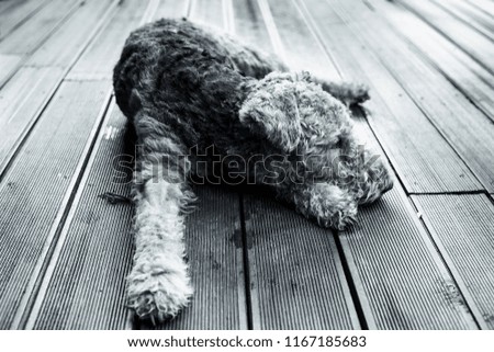 Dog Resting on the Patio, Black and White