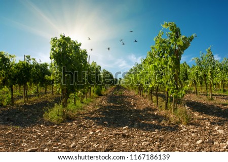 Picture of a sangiovese vineyard with blue sky background with birds in Valconca, Emilia Romagna, Italy