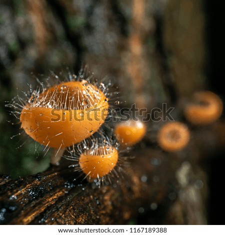 macro nature picture of Cookeina Tricholoma mushroom
on branch in the rain forest