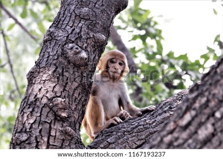 Monkey baby perched on a Neem Tree, sitting and looking directly in to the camera as if posing for a picture