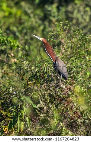 Rufescent Tiger Heron photographed in Corumba, Mato Grosso do Sul. Pantanal Biome. Picture made in 2017.
