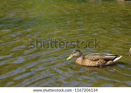 Single Mallard Duck Bird Wildlife Animal Sitting With Yellow Bill and Brown Feathers Swimming Paddling in Green Murky Pond Lake Creek Stream River Nature Water