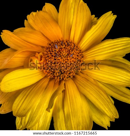 Fine art still life colorful floral macro portrait of a single isolated yellow blooming wide open false/heliopsis sunflower blossom with detailed texture seen from the top on black background
