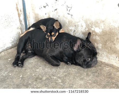 French bulldog puppy and Chihuahua dog lying on cement floor. Couple of cute dog and spend their time together, such coach such brother. Selective focus.
