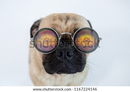 Funny and cute pug dog wearing silly glasses 
